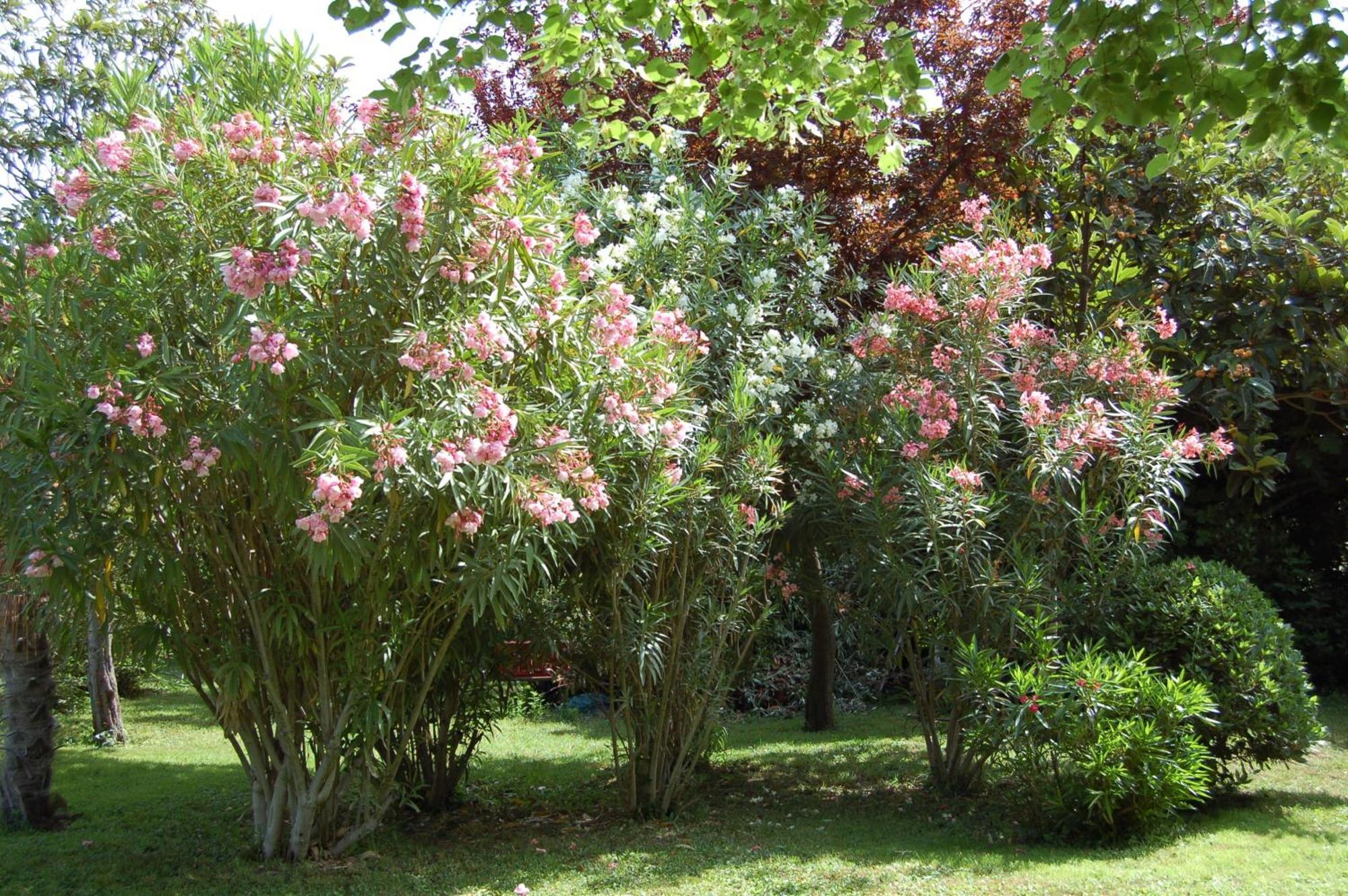 Le Mas Ferrand Graveson Exterior photo