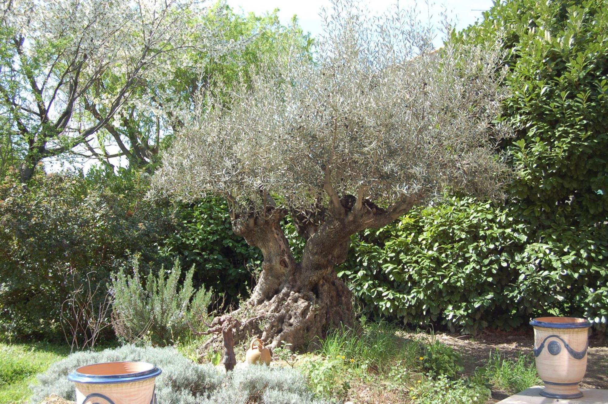 Le Mas Ferrand Graveson Exterior photo